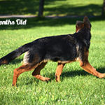 red and black german shepherd puppies for sale near me